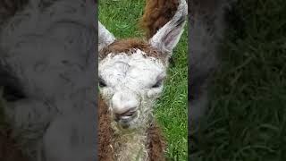 choanal atresia in alpacas [upl. by Ateekal]