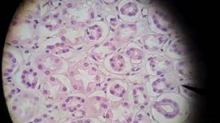 Simple Cuboidal Epithelium [upl. by Ahsyen]