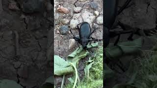 Darkling Beetle 49 lunacounty darklingbeetle chihuahuandesert nature beetle [upl. by Paterson776]