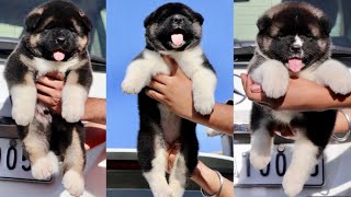 Excellent American Akita Puppies 29 Days  Cute American Akita Baby  American Akita Breeders [upl. by Seto]