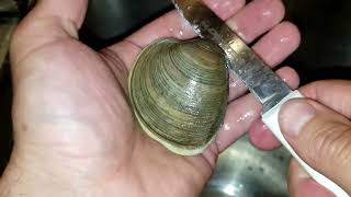 How to open a clam  how to shuck a quahog  raw seafood [upl. by Arol]