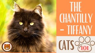 🐱 Cats 101 🐱 CHANTILLYTIFFANY  Top Cat Facts about the CHANTILLYTIFFA [upl. by Vallery]