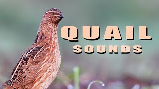 Common Quail Bird sounds from summer meadow [upl. by Assyral]