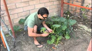 How to Plant Pumpkin Seeds with California Gardener [upl. by Notnilc423]