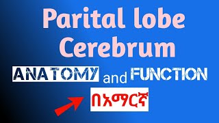 Parital lobe Cerebrum neuroanatomy functional area in amharic በአማርኛ [upl. by Mcclelland]