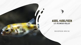 Assel Kugelfisch Colomesus asellus [upl. by Bonnie361]