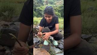 ചൂണ്ടയും വലയുമില്ലാതെ പിടിച്ച മീനെ കണ്ടോ😲 fishing fishingtravellers Bullseyesnakehead snakehead [upl. by Durham12]