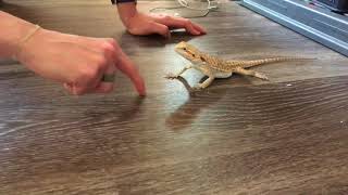 Bearded Dragon Playing Like A Dog [upl. by Katti]