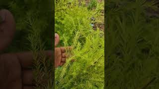 Golden bottlebrush and Weeping bottlebrush  Melaleuca viminalis and Melaleuca bracteata plantation [upl. by Ardnik13]