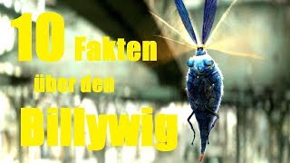 10 FAKTEN über den BILLYWIG [upl. by Dick]