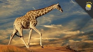 5 Amazing Giraffe Facts  Science on the Web 51 [upl. by Arelus]