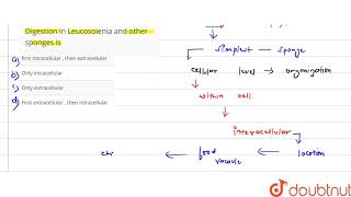 Digestion in Leucosolenia and other sponges is [upl. by Hetti]