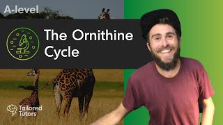 The Ornithine Cycle  A Level Biology  OCR [upl. by Aikim534]