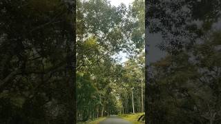 Thekkady thekkady keralatourism trendingshorts [upl. by Clayborne885]