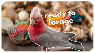 Why Your Parrot Needs Foraging Toys [upl. by Marne]