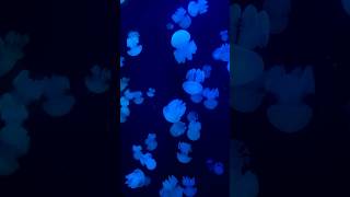 Blue Blubber Jellyfish 🪼shorts [upl. by Jacquelynn843]