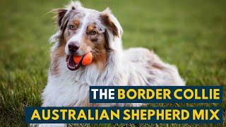 Border Collie Australian Shepherd Mix A Video Guide to The Smartest Dog Youll Ever See [upl. by Aikan]