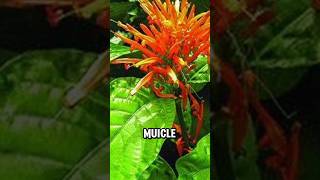 Planta De MUICLE y Sus Beneficios Medicinales 🌿shortvideo shortsvideo shorts short plants [upl. by Alleoj]