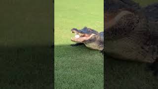 On the golf course 😧😳 via lanerodrigueTT Valencia Golf amp Country ClubFB [upl. by Hsac]