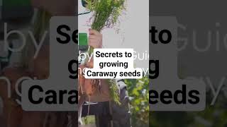 Secrets to growing Caraway Seeds [upl. by Alletniuq786]