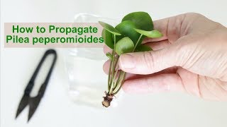 How to Propagate Pilea peperomioides [upl. by Meng]