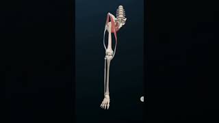 Knee Ligament Anatomy Animation Video education anatomy 3danimation [upl. by Ezzo]