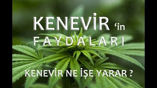 KENEVİRİN FAYDALARI  kenevir ne işe yarar [upl. by Hamlet809]