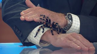 A Mexican Redknee Tarantula joins the CBS 8 team on set [upl. by Peters]