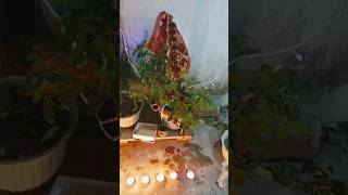 Ekadasi Special Tulsi mata ki 🙏puja [upl. by Alfy]