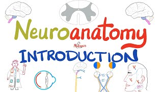 Introduction to Neuroanatomy  Learn the Basics  Neuroanatomy Playlist [upl. by Hairom]