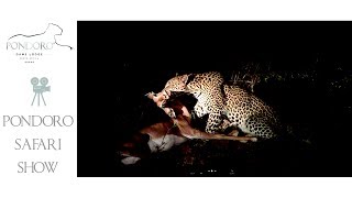 Leopard suffocating impala [upl. by Loughlin74]