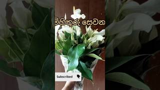 අලුත්ම වර්ගය කාවා New Anthuriyam kawa😍😍😍srilanka plants anthuriumplant garden [upl. by Eileek94]