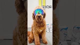 A handsome boy transformation dog goldendoodle funny [upl. by Jeniffer]