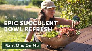 COLDHARDY SUCCULENT Planter Refresh with Special Guests — Ep 383 [upl. by Alegna460]