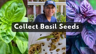 Collecting Basil Herb Seeds  Harvest Save [upl. by Aikal]