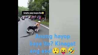 anong hayop kaya ito Kinagat ang kawawang aso [upl. by Ennoirb547]