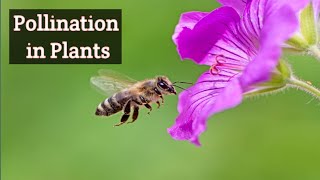 Pollination in Flowering Plants 3d Animation [upl. by Aelanej774]