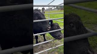 Even in the rain these Angus cows love their apples 21 joins 5 and 156 for some asmreating [upl. by Weatherby]