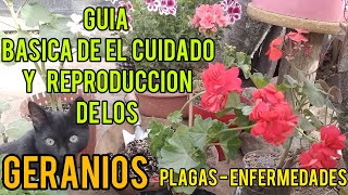 😨GERANIOS CuidadosTransplante Mantenimiento Reproducción Plagas y Enfermedades geranios plaga [upl. by Ailadi483]