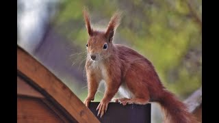 Different Types Of Rodents [upl. by Halden]