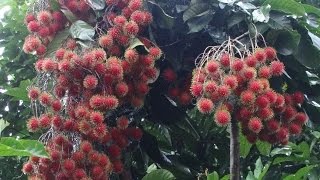 Rambutan Harvesting Nephelium lappaceum [upl. by Artenak]