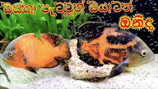 Osca Fish Breeding In Sinhala ගෙදරදිම ලෙසියෙන්ම ඔස්කා මාළුන් බො කර ගන්න [upl. by Vaules997]