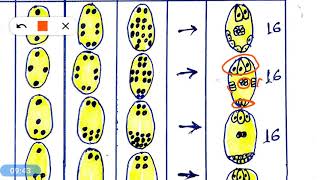 Embryo sac and its type [upl. by Lyrad]