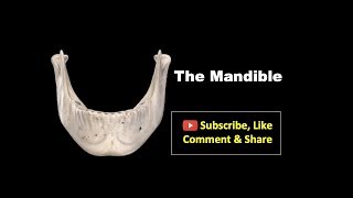 Osteology of Head amp Neck  Mandible Anatomy mbbs bds education [upl. by Jonathon]