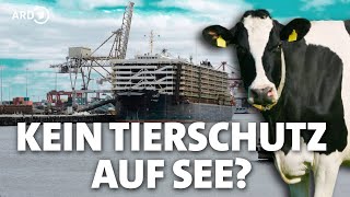 Rindertransport per Schiff Tierschutz über Bord [upl. by Anuaek623]