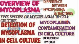 Mycoplasma detection in cell culture ll Overview of mycoplasma II Xgene and proteinX [upl. by Alleuqahs]