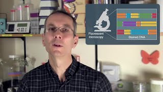 Restriction Enzymes in Optical Mapping [upl. by Cece]