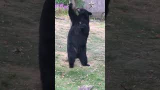 Bear Using Tree As Scratching Post [upl. by Weibel]