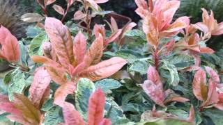 Photinia Pink Crispy [upl. by Ashraf]