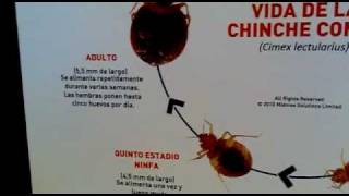 Ciclo Biologico de la Chinche [upl. by Sicard257]